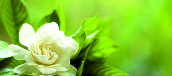 Картинка к статье: Perfumes that have a wonderful note of gardenia. A review from Sunday21.